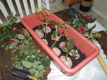 Kỹ thuật trồng cây hoa hồng bằng củ khoai tây các bạn chỉ cần thực hiện vài bước cơ bản. Ảnh minh họa
