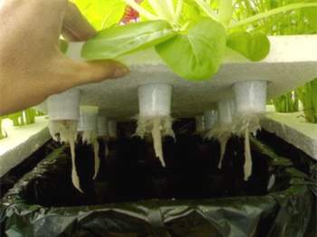 Kỹ thuật trồng rau thủy canh trong thùng xốp cho chất lượng rau tốt nhất