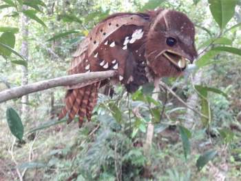 Loài chim kỳ dị ở Đông Nam Á: Sở hữu khuôn mặt kỳ dị, nếu bắt gặp trong đêm có thể khiến bạn khóc thét - Ảnh 1.