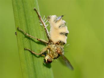 Loài nấm biến ruồi thành xác sống, sử dụng 