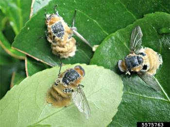 Loài nấm biến ruồi thành xác sống, sử dụng 