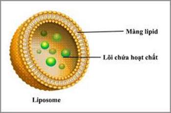 Cấu trúc phân tử liposom.