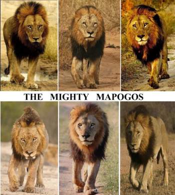 Mapogo: Liên minh 6 con sư tử đực thống lĩnh đồng cỏ Châu Phi - Ảnh 4.