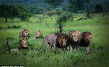 Mapogo: Liên minh 6 con sư tử đực thống lĩnh đồng cỏ Châu Phi - Ảnh 6.