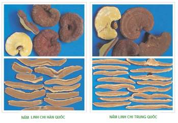 Cách chọn nấm linh chi an toàn, chất lượng