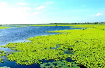 Vườn quốc gia U Minh Thượng thuộc tỉnh Kiên Giang. Ảnh: WWF.