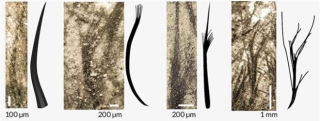 Nguồn gốc của lông vũ có thể sớm hơn những gì chúng ta vẫn biết và cũng không liên quan gì đến việc bay - Ảnh 6.