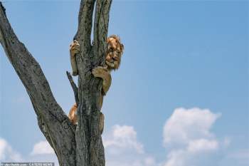 Thấy “vua của muôn loài” ôm cây sợ hãi, nhiếp ảnh gia nhìn xuống dưới lập tức hiểu ra vấn đề - Ảnh 2.