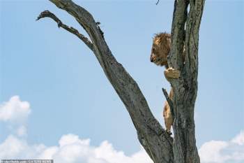 Thấy “vua của muôn loài” ôm cây sợ hãi, nhiếp ảnh gia nhìn xuống dưới lập tức hiểu ra vấn đề - Ảnh 3.