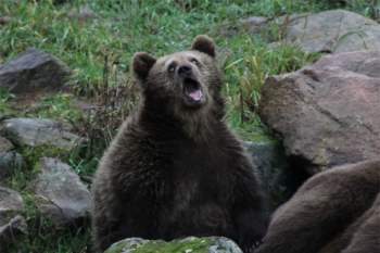  Tôi đi sở thú và chộp được cảnh gấu ngáp 