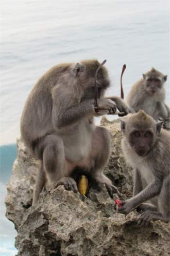 Những con khỉ trộm cướp ở Indonesia ngày càng thông minh, có thể nhận biết món đồ giá trị cao để lấy rồi đòi tiền chuộc - Ảnh 1.