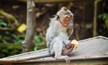 Những con khỉ trộm cướp ở Indonesia ngày càng thông minh, có thể nhận biết món đồ giá trị cao để lấy rồi đòi tiền chuộc - Ảnh 2.