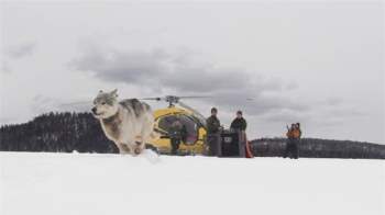 Những con sói Canada được cưỡi máy bay đột nhập vào Michigan để thực hiện một nhiệm vụ vô cùng đặc biệt - Ảnh 2.
