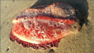 Quái vật biển màu đỏ dạt vào bờ biển Australia