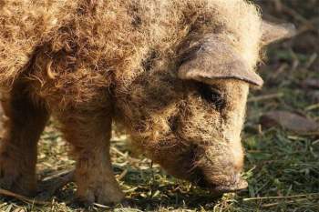 Những loài động vật sở hữu bộ lông kỳ lạ nhất thế giới - Ảnh 25.