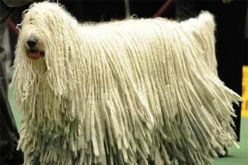 Những loài động vật sở hữu bộ lông kỳ lạ nhất thế giới - Ảnh 5.