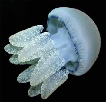Những lưu ý khi ăn gỏi sứa tươi để tránh nguy hiểm