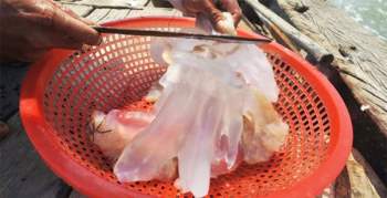 Những lưu ý khi ăn gỏi sứa tươi để tránh nguy hiểm