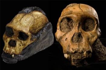Phát hiện mô da hóa thạch của tổ tiên loài người - 1
