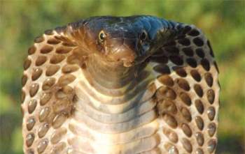 Phát hiện mới về sự tiến hóa của loài rắn: Cơ chế nam châm giúp chúng kháng lại nọc độc kẻ thù - Ảnh 3.