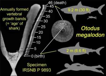 Quái vật Megalodon đạt kích cỡ khổng lồ bằng cách ăn thịt anh em ngay từ trong bụng mẹ - Ảnh 2.