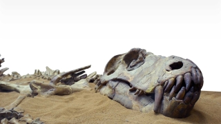 Khủng long cũng bị ung thư: Mầm mống của căn bệnh được phát hiện trong xương khủng long hóa thạch từ khoảng 70 triệu năm trước, mặc dù những mô tả đầu tiên về bệnh ung thư xuất hiện muộn hơn - vào thời ở Ai Cập cổ đại. Theo The Guardian, nhà khoa học Bruce Rothschild thuộc Đại học Northeastern Ohio ở Rootstown đã tới Bắc Mỹ, sử dụng một máy chụp x quang di động, quét 10.000 đốt sống khủng long từ hơn 700 mẫu vật của bảo tàng. Họ nghiên cứu những con khủng long như Stegosaurus, Triceratops và Tyrannosaurus (khủng long bạo chúa) và nhận thấy nhóm khủng long mỏ vịt - hadrosaur - là có bệnh ung thư. 29 khối u đã được tìm thấy trong xương của 97 con hadrosaur từ Kỷ bạch phấn, khoảng 70 triệu năm trước.