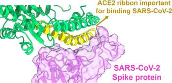 Lừa SARS-CoV-2 liên kết với đoạn protein giả để vô hiệu hóa -0