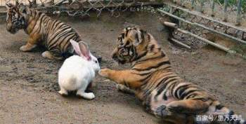Sở thú thả thỏ vào chuồng cho hổ ăn: Hôm sau quay lại, cảnh tượng trước mắt khiến họ kinh ngạc - Ảnh 2.