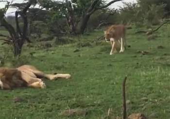 Khi đang nằm nghỉ ngơi, con sư tử đực trẻ tuổi đã được một chú sư tử cái tới quyến rũ.