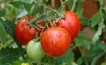 Với lượng vitamin C dồi dào, cà chua là một loại thực phẩm bổ mắt rất lý tưởng