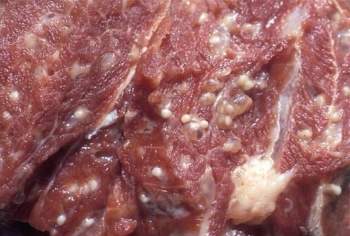 Thịt lợn có 7 dấu hiệu này tuyệt đối không nên mua kẻo rước bệnh vào nhà