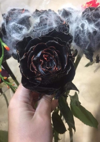 Tiết lộ bất ngờ về hoa hồng đen giá 500.000 đồng/bông được đại gia Hà thành săn lùng - 4