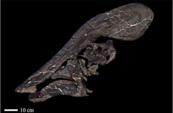 Phát hiện hóa thạch 72 triệu năm của khủng long mỏ vịt có mào dài hơn 1,3 m - Ảnh 2.