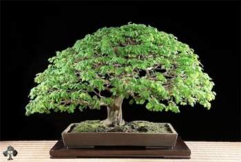 Top 10 cây Bonsai đẹp nhất thế giới - Ảnh 7.