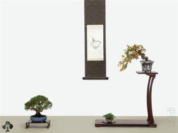 Top 10 cây Bonsai đẹp nhất thế giới - Ảnh 8.