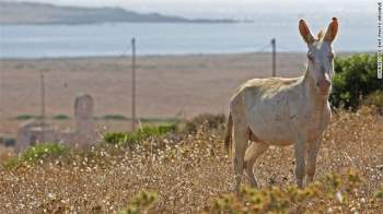 Đảo Asinara ở ngoài khơi bờ biển Sardinia từng là một trại giam. Hiện nay, Asinara là nơi cư ngụ của hơn 650 loài động vật, gồm lừa bạch tạng. Du khách tới đảo có thể tham gia nhiều hoạt động như ngắm chim, câu cá, chèo thuyền, cưỡi ngựa… 