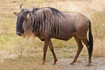  Linh dương đầu bò xanh - Blue wildebeest, có tốc độ chạy tối đa đạt 80,5km/giờ. 