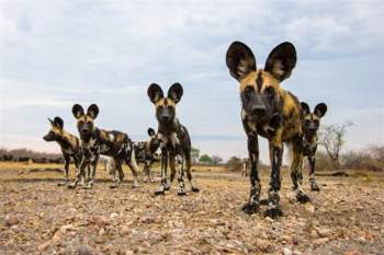  Với tốc độ chạy săn mồi siêu nhanh, tối đa 71km/giờ, chó hoang châu Phi là một trong những loài động vật chạy nhanh nhất trên Trái đất. 