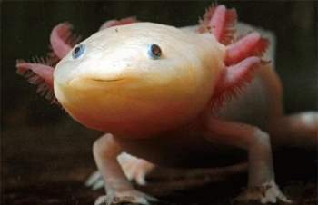 Giông axolotl được coi là một Peter Pan của thế giới động vật khi suốt cả cuộc đời chúng đều duy trì hình dạng như một ấu trùng. Ngoài ra, giông axolotl còn có khả năng tái sinh đặc biệt. Khi chúng mất đi một chiếc chân thì rất nhanh sau đó một chiếc chân khác sẽ mọc ra. Điều độc đáo hơn nữa là chúng có thể tái sinh cả những bộ phận phức tạp như não hay tủy sống. Đây cũng chính là lý do mà giới khoa học cực kỳ có hứng thú với “quái vật nước” này.