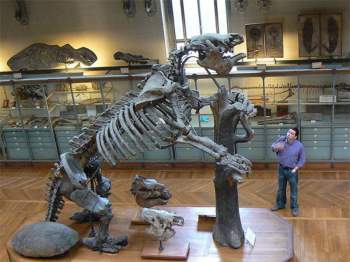 Hóa thạch của Megatherium.