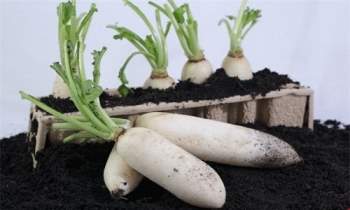 Kỹ thuật trồng củ cải trắng không quá khó