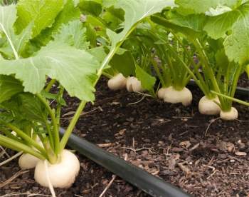 Củ cải trắng sinh trưởng mạnh, gieo trồng được quanh năm