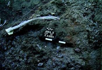 vết tích người cổ đại săn bắt bằng công cụ bằng đá tìm thấy ở Israel