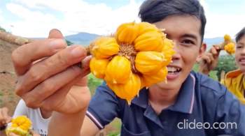 Việt Nam có loại quả mọc dại bán với giá hàng trăm nghìn 1 ký, hương vị cực độc lạ và quá trình hái không dễ tí nào - Ảnh 3.