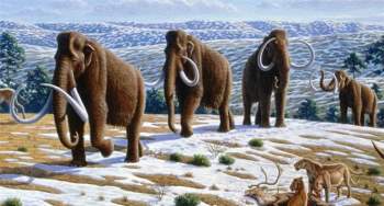 Xương voi ma mút thời kỷ Băng hà quý hiếm được tìm thấy ở Florida - Ảnh 1.