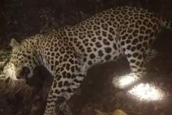 Ấn Độ tiêu diệt con báo săn mồi, khiến 12 người thiệt mạng