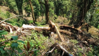 Yên Bái: Khu bảo tồn loài sinh vật cảnh “chảy máu”, gỗ quý bị chặt hạ, xẻ hộp la liệt - Ảnh 2.