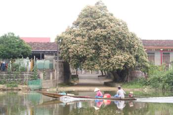 Mùa hoa bún khoe sắc bên dòng Kiến Giang - Ảnh 1.