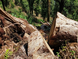 Yên Bái: Khu bảo tồn loài sinh vật cảnh “chảy máu”, gỗ quý bị chặt hạ, xẻ hộp la liệt - Ảnh 3.