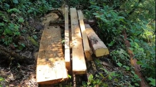 Yên Bái: Khu bảo tồn loài sinh vật cảnh “chảy máu”, gỗ quý bị chặt hạ, xẻ hộp la liệt - Ảnh 4.
